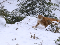 2. Foto měsíce února 2018