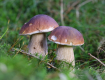 10. Foto měsíce října 2018