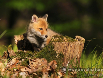 5. Foto měsíce května 2019