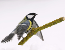 Foto měsíce února 2026