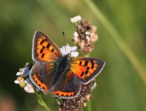 1.Ohniváček černokřídlý (Lycaena phlaeas)