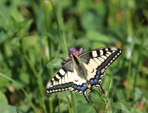 10.Otakárek fenyklový (Papilio machaon)
