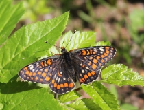 100.Hnědásek osikový (Euphydryas maturna)
