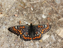 101.Hnědásek osikový (Euphydryas maturna)