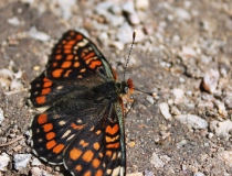 102.Hnědásek osikový (Euphydryas maturna)