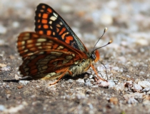 103.Hnědásek osikový (Euphydryas maturna)
