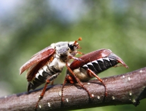 104.Chroust obecný (Melolontha melolontha)