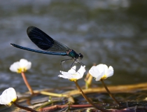 106.Motýlice lesklá - samec (Calopteryx splendens)