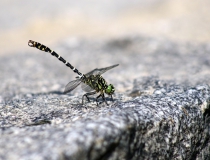 107.Klínatka vidlitá - samec (Onychogomphus forcipatus)