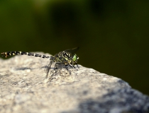 108.Klínatka vidlitá - samec (Onychogomphus forcipatus)