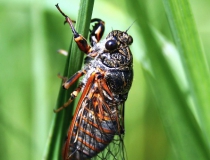 109.Cikáda chlumní (Cicadetta montana)