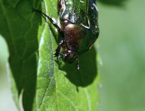 110.Zlatohlávek zlatý (Cetonia aurata)