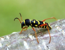 111.Kuloštítník beraní (Clytus arietis arietis)
