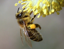 114.Včela medonosná (Apis mellifera L.)