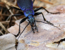 115.Střevlík vrásčitý (Carabus intricanus)