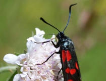 118.Vřetenuška obecná (Zygaena filipendulae L.)