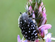 119.Zlatohlávek tmavý (skvrnitý) (Oxythyrea funesta)
