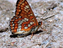 120.Rub křídel hnědáska osikového (Euphydryas maturna)