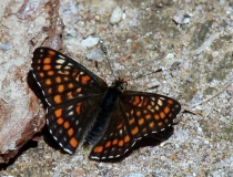 121.Hnědásek osikový (Euphydryas maturna)