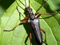 122.(Stenocorinus meridianus L.)
