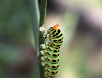 123.Housenka otakárka fenyklového (Papilio machaon L.)
