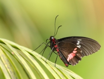 13.Otakárek (Papilio anchisades)