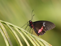 14.Otakárek (Papilio anchisades)