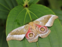 15.Martináč čínský (Antheraea pernyi)