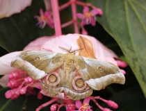 16.Martináč čínský (Antheraea pernyi)