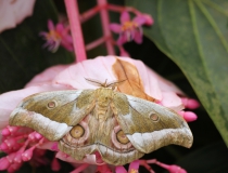 17.Martináč čínský (Antheraea pernyi)