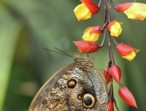 19.Babočka- Caligo memnon (Owl butterfly)