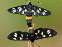 Běloskvrnáč pampeliškový (Amata phegea )