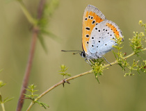Ohniváček černočárný (Lycaena dispar) - samec
