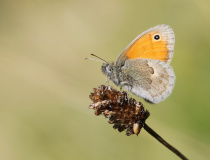 Okáč poháňkový (Coenonympha pamphilus L.)