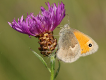 Okáč poháňkový (Coenonympha pamphilus L.)