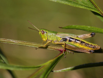 Saranče obecná (Chorthippus parallelus)