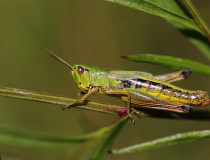 Saranče obecná (Chorthippus parallelus)