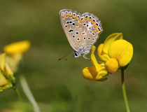 Modrásek jehlicový (Polyommatus icarus) - samice
