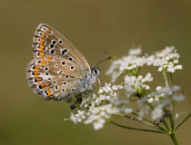 Modrásek jehlicový (Polyommatus icarus) - samice