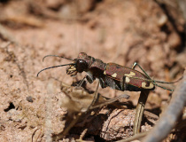 Svižník lesomil (Cicindela sylvicola)