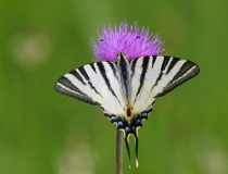 Otakárek ovocný (Iphiclides podalirius L.)