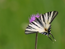 Otakárek ovocný (Iphiclides podalirius L.)