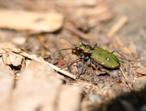 Svižník polní (Cicindela campestris)