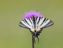 Otakárek ovocný (Iphiclides podalirius L.)