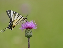 Otakárek ovocný (Iphiclides podalirius L.)