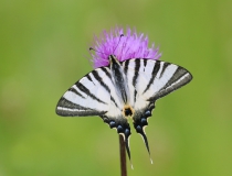 Otakárek ovocný (Iphiclides podalirius L.)