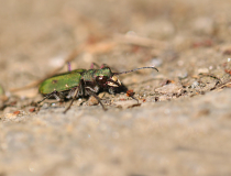 Svižník polní (Cicindela campestris)
