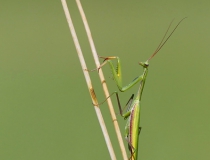 Kudlanka nábožná (Mantis religiosa)
