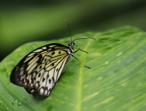 Idea leuconoe