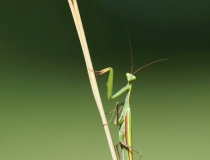 Kudlanka nábožná (Mantis religiosa)